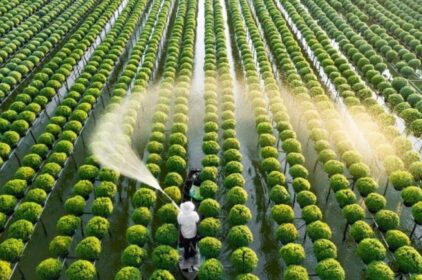 Phát Triển Nông Nghiệp Xanh Ở Việt Nam: Thực Trạng và Giải Pháp